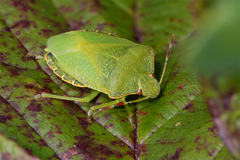 Green Shieldbug - Palomena prasina 08-10-22.jpg
