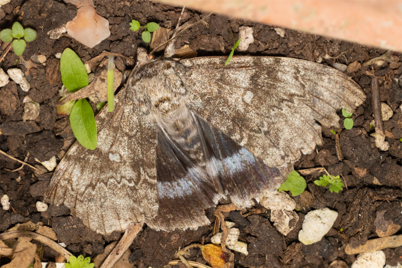 Clifden nonpareil moth 09-10-22.jpg