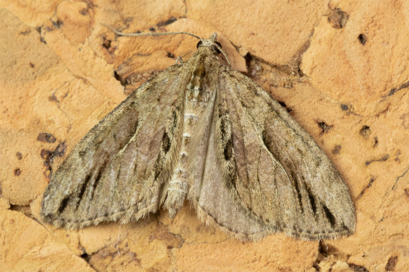 Cypress Carpet Moth- Thera cupressata 09-10-22.jpg
