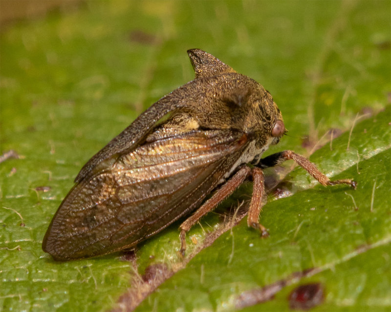 Horned Treehopper - Centrotus cornutus 13-10-22.jpg