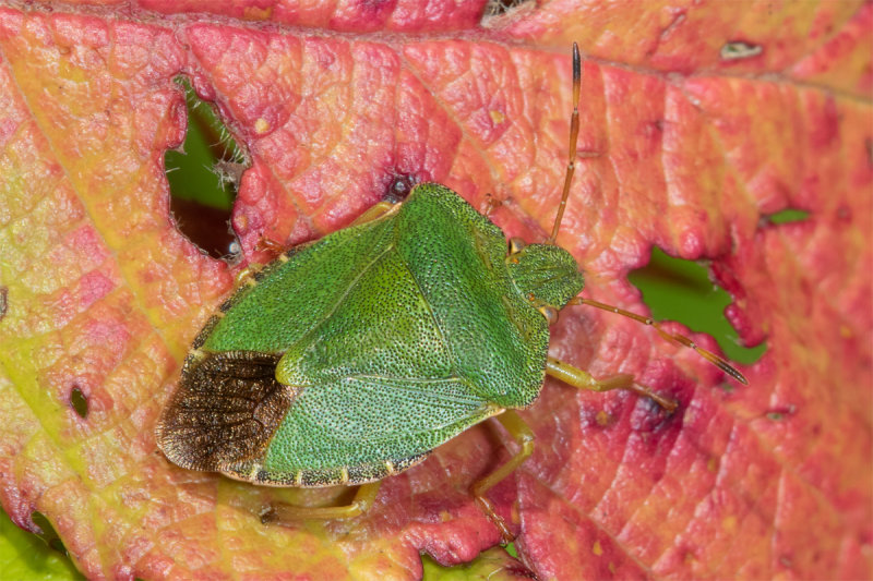 Green Shieldbug - Palomena prasina 13-10-22.jpg