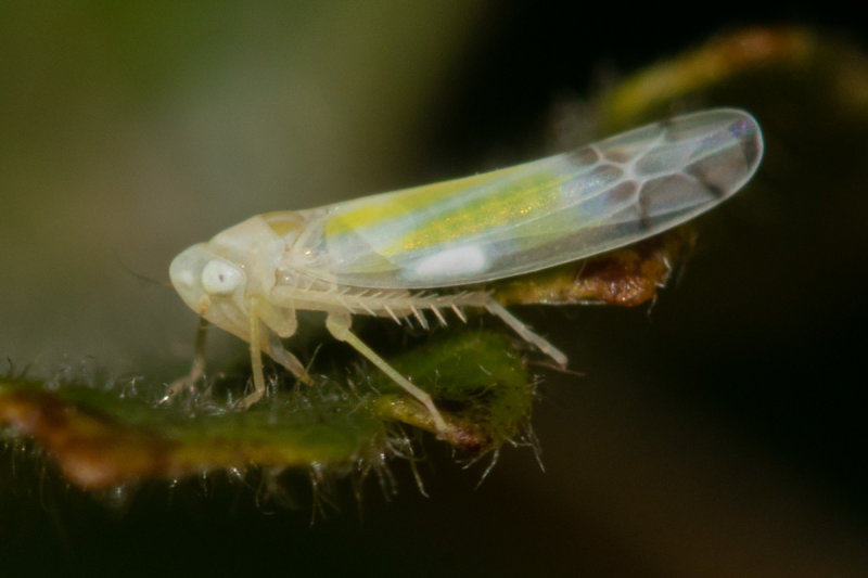 Leafhopper - Ribautiana poss tenerrima 13-10-22.jpg