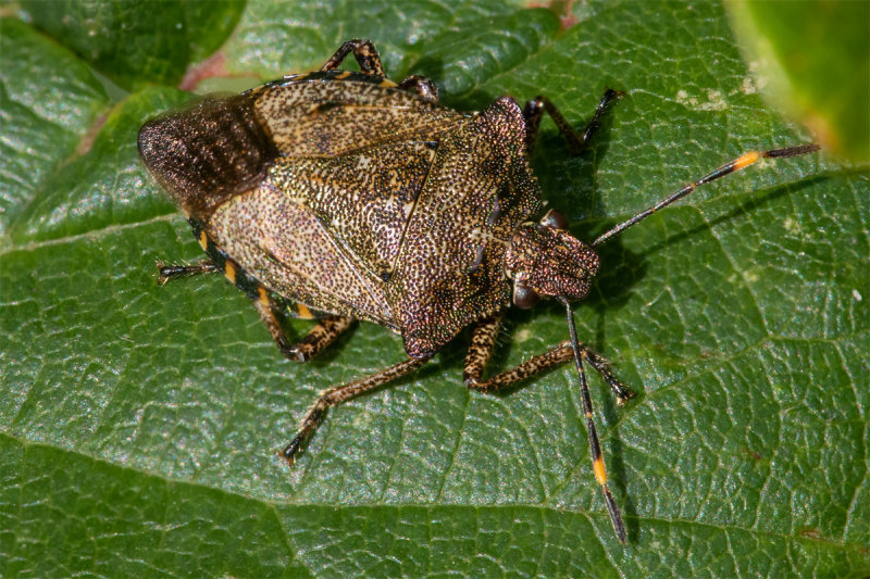 Bronze Shieldbug - Troilus luridus 16-10-22.jpg