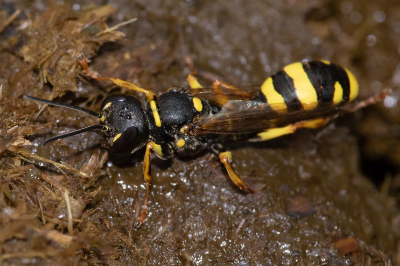 Field Digger Wasp - Mellinus arvensis 24-09-22.jpg