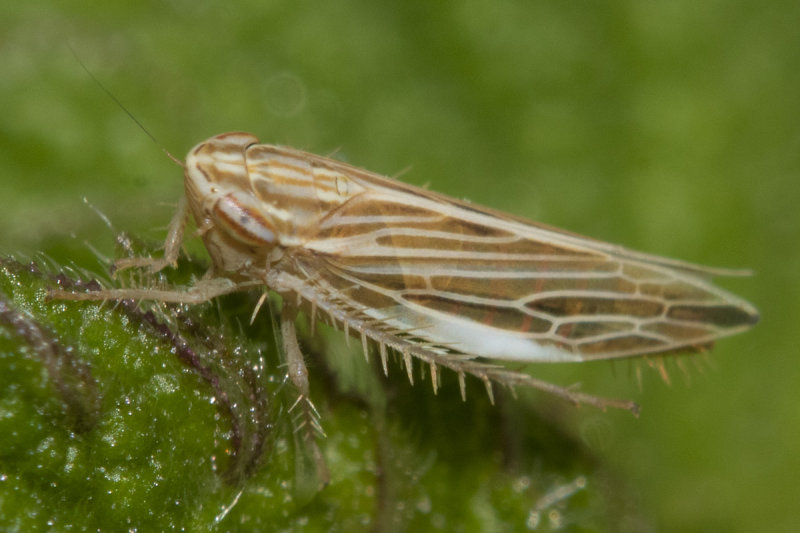 Leafhopper - Mocydia crocea 28-10-22.jpg