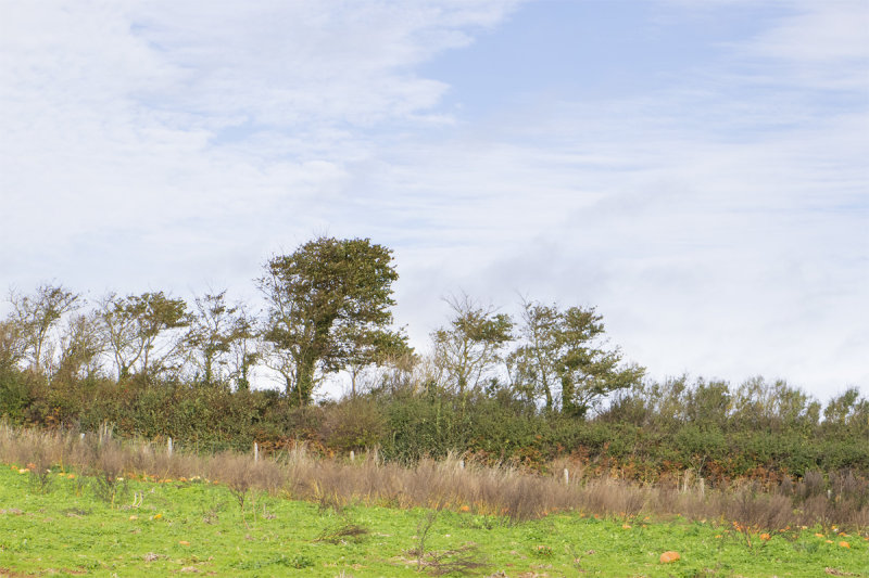 Week 43 - The Pumpkin Field - Mill Farm South Milton.jpg