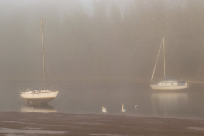 Foggy morning at Aveton Gifford 15/02/19.jpg