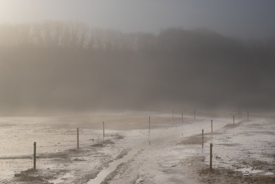 Foggy morning at South Efford Marsh 15/02/19.jpg