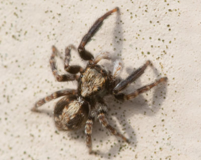 Jumping Spider - Pseudeuophrys lanigera 22/02/19.jpg