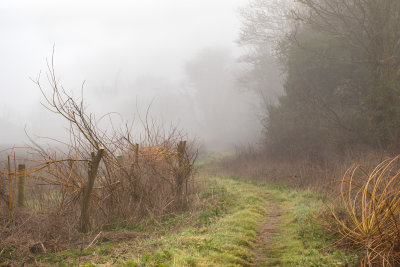 Foggy Path at South Efford Marsh 27/02/19.jpg