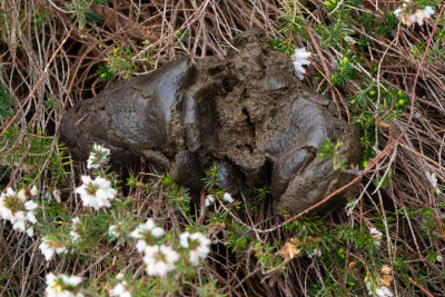 unid dung in garden 16/03/19.jpg