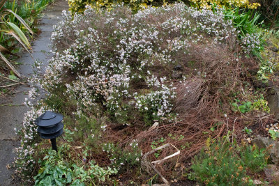 unid dung in garden 16/03/19 wider scene.jpg
