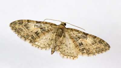 Moth - Brindled Pug - Eupithecia abbreviata 21/03/19.jpg