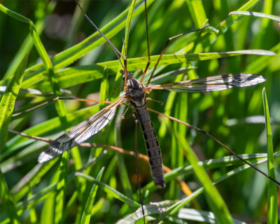Cranefly - Tipula vittata male 24/03/19.jpg