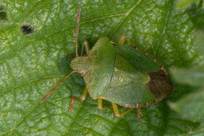Green Shieldbug - Palomena prasina 24/03/19.jpg