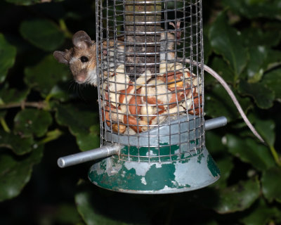 Mouse on bird feeder 24/03/19.jpg
