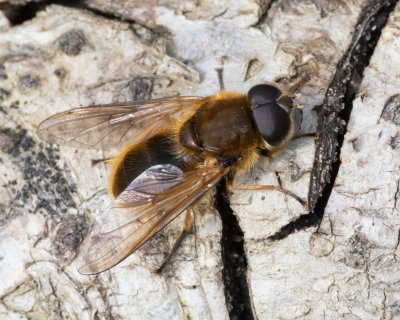 Cheilosia fraterna male 24/03/19.jpg