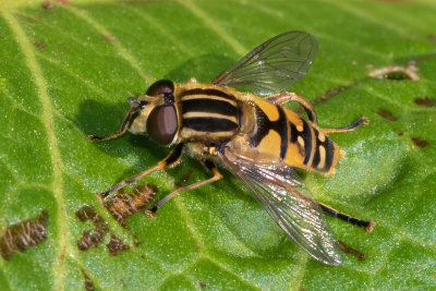 Helophilus pendulus male 26/03/19.jpg
