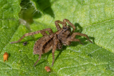 Pardosa sp 24/03/19.jpg