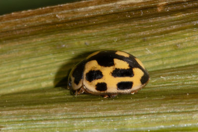 14 spot Ladybird - Propylea 14-punctata 26/03/19.jpg