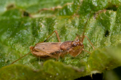 Common Damsel Bug - Nabis rugosus 28/03/19.jpg