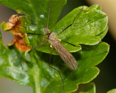 Cranefly - Erioconopa trivalis 26/03/19.jpg