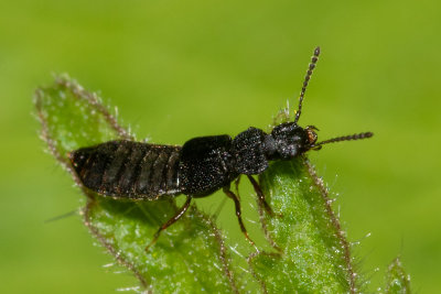 Rove Beetle - Anotylus sp.jpg