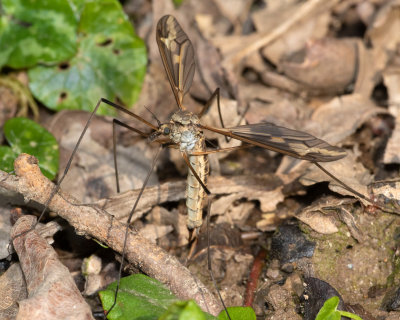 Cranefly - Tipula vittata female 30/03/19.jpg