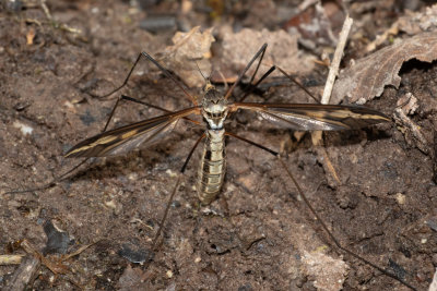 Cranefly - Tipula vittata female.jpg
