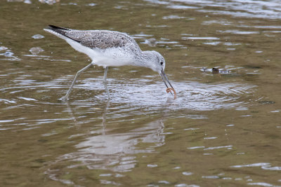 Greenshank - Tringa nebularia 05/04/19.jpg