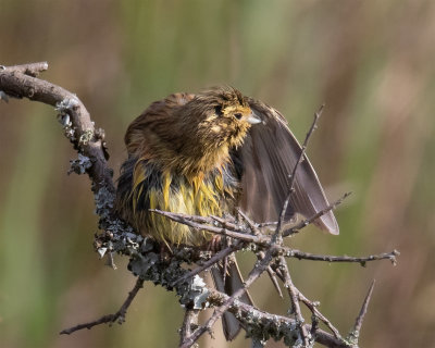 Cirl Bunting - Emberiza cirlus 08/04/19.jpg
