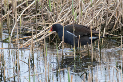 Moorhen among reeds 08/04/19.jpg