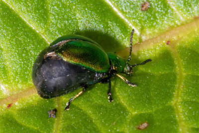 Green Dock Beetle - Gastrophysa viridula 09/04/19.jpg