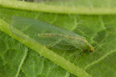 Lacewing - Chrysoperla carnea 08/04/19.jpg