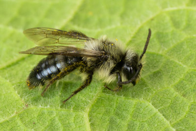 Ashy Mining Bee - Andrena cineraria 13/04/19.jpg