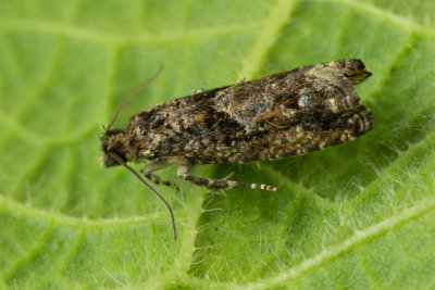 Micro Moth - Epinotia immundana 13/04/19.jpg