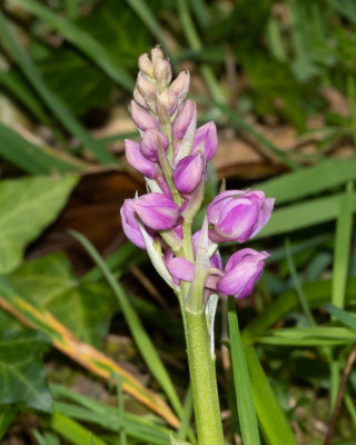 Early Purple Orchid - Orchis mascula 19/04/19.jpg