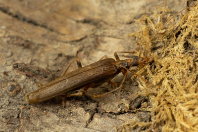 Oedemera femoralis in moth trap 19/04/19.jpg