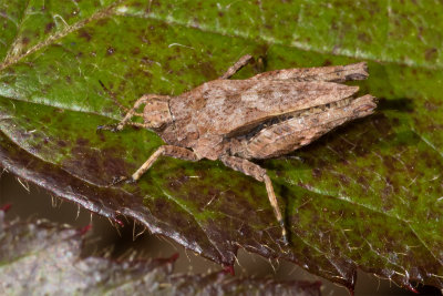 Common Groundhopper - Tetrix undulata 21/04/19.jpg