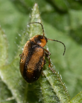 Marsh Beetle - Elodes marginata 21/04/19.jpg