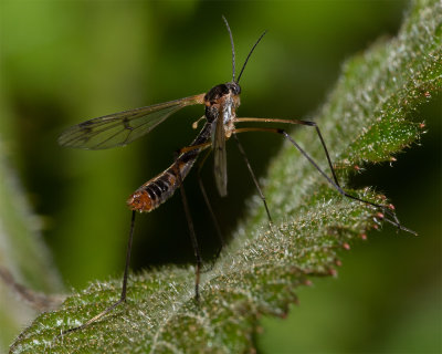 Cranefly - Ptychoptera albimana m 23/04/18.jpg