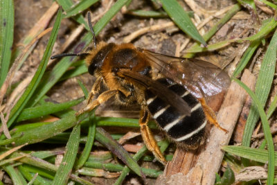 Orange-legged Furrow Bee - Halictus rubicundus f 19/04/19 #2.jpg