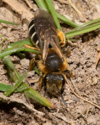 Wilkes Mining Bee - Andrena wilkella f 19/04/19 #3.jpg
