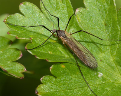 Cranefly - Tricyphona immaculata 30/04/19.jpg