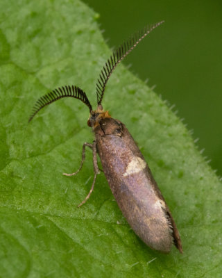 Micro Moth -  Incurvaria pectinea 03/05/19.jpg