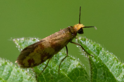 Micro Moth - Micropterix tunbergella 03/05/19.jpg
