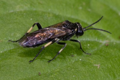 Sawfly - probably Macrophya duodecim-punctata 03/05/19.jpg