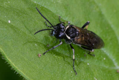 Sawfly - probably Macrophya duodecim-punctata m front.jpg