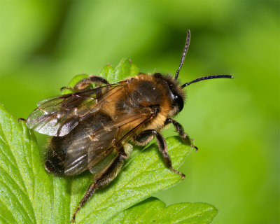 Buffish Mining Bee - Andrena nigroaenea 03/05/19_top.jpg