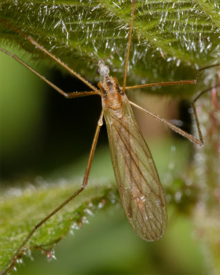 Cranefly - Euphylidorea lineola or dispar 06/05/19.jpg